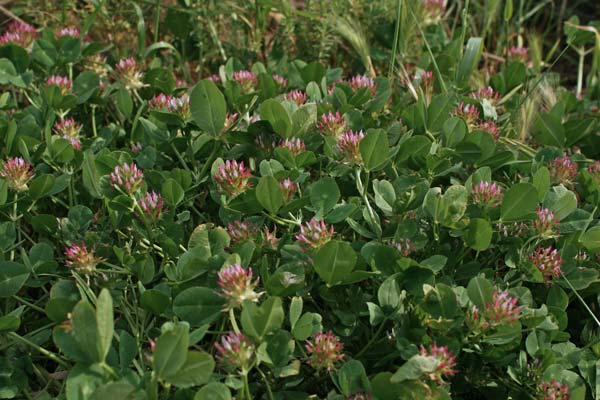 Trifolium Spumosum Flora Di Sardegna